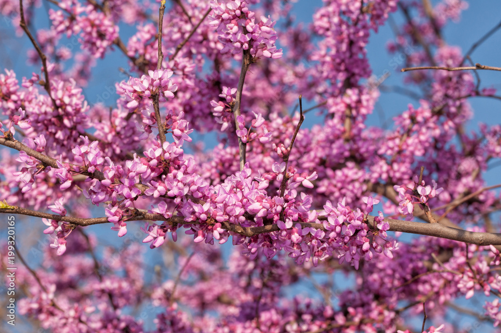 Vibrant colors of Eastern Redbud tree in full bloom, against blue skies
