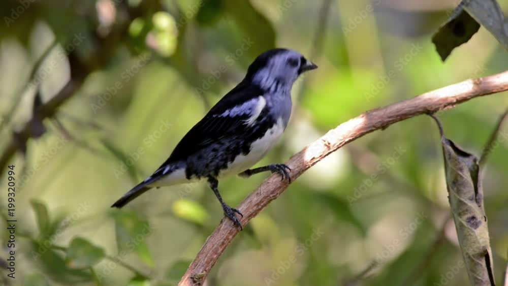 White bellied Tanager (Tangara brasiliensis) perched on a branch.