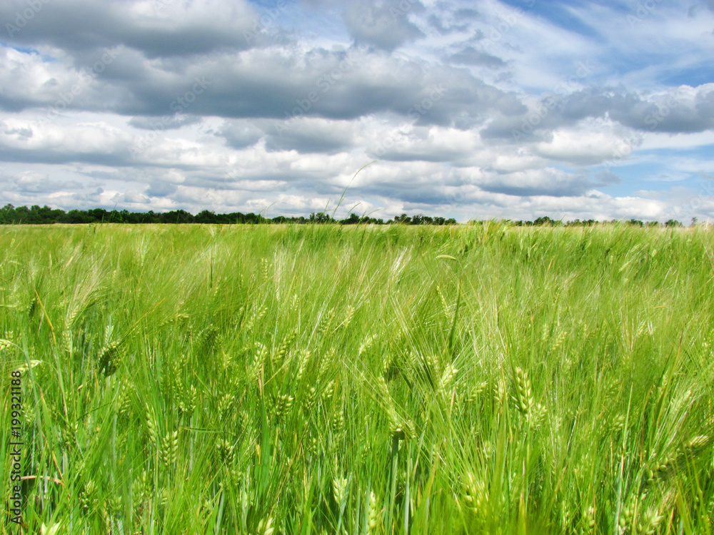 Green wheat ears on the field and a blue sky with clouds Green wheat ears on the field and a blue sky with clouds
