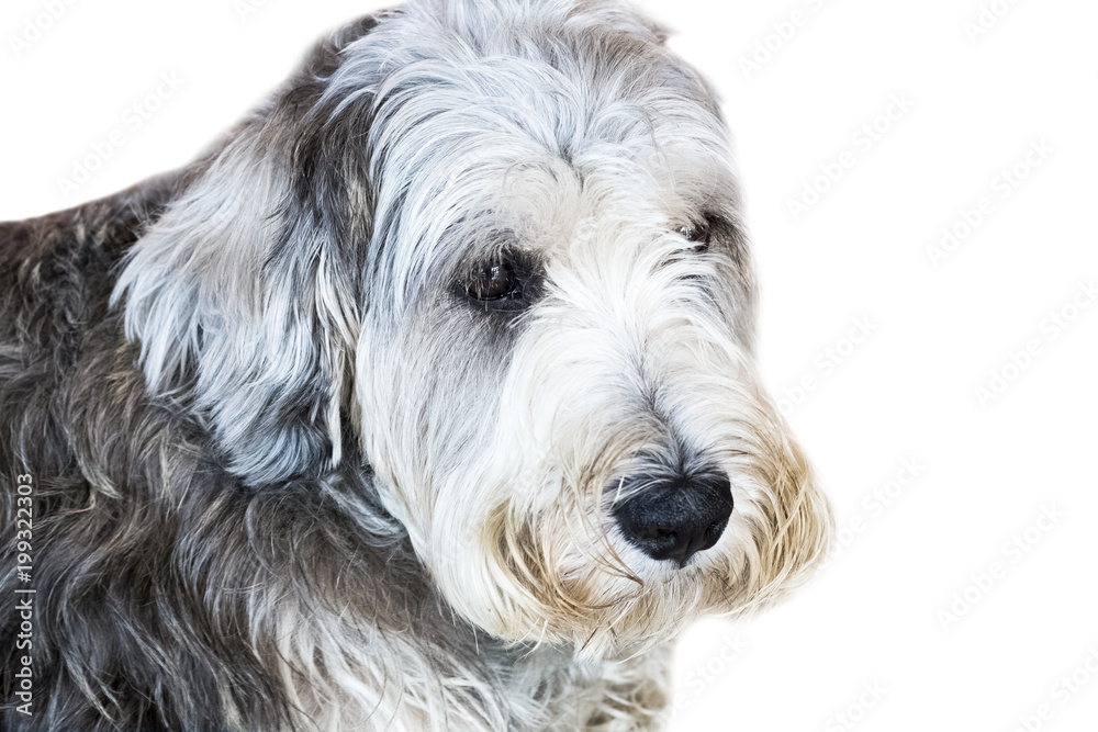 Fototapeta Yorkshire Terrier isolate on white background,front view , technical cost-up.Clipping path