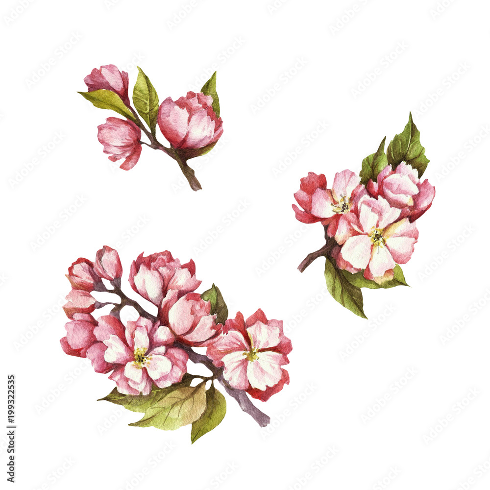 Set of  blooming cherry. Hand draw watercolor illustration.