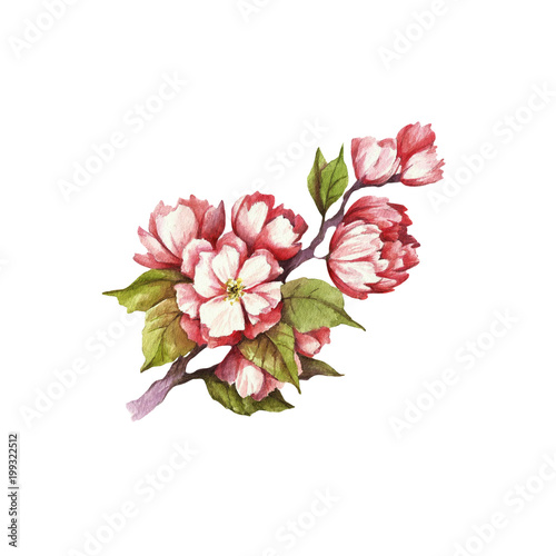Fototapeta Naklejka Na Ścianę i Meble -  Branch of cherry blossoms. Hand draw watercolor illustration.