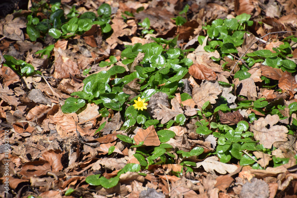 Wild yellow marsh marigold flower with green leaves on a spring morning. Wild yellow marsh marigold flower with green leaves on a spring morning.