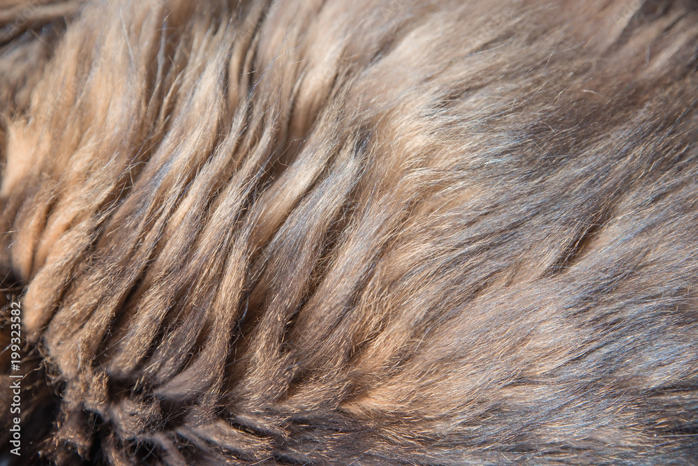 Langhaariges Fell einer braun getigerten Sibirischen Waldkatze Langhaariges Fell einer braun getigerten Sibirischen Waldkatze