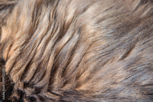 Langhaariges Fell einer braun getigerten Sibirischen Waldkatze