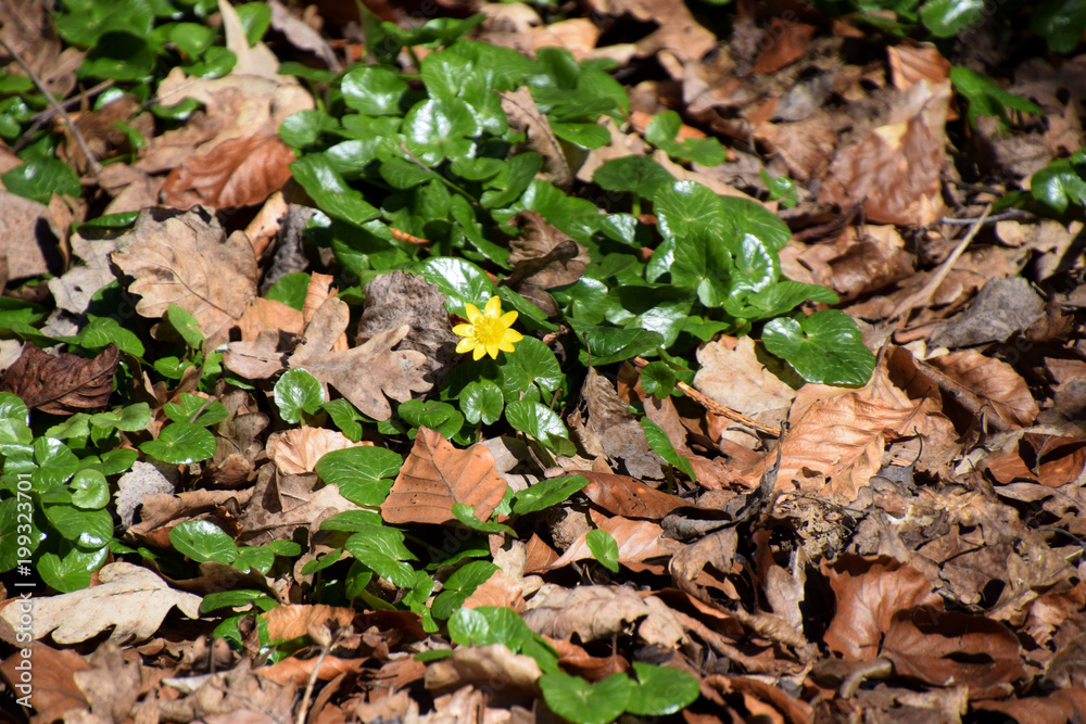 Young caltha paustris with dry leaves in spring lit by the sun Young caltha paustris with dry leaves in spring lit by the sun