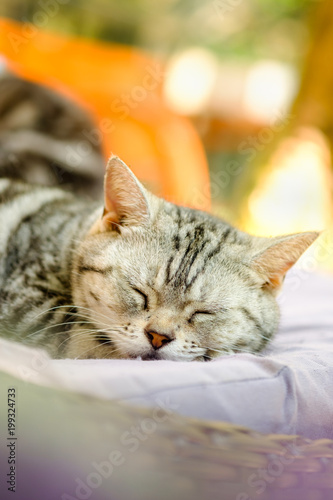 Cat feel relaxed on carpet