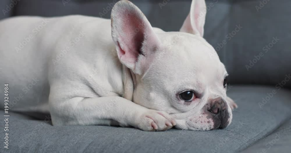 Portrait face white cute french bulldog lying on couch young looking sideways dog house face banner animal funny home pet background portrait adorable domestic charming slow motion Portrait face white cute french bulldog lying on couch young looking sideways dog house face banner animal funny home pet background portrait adorable domestic charming slow motion