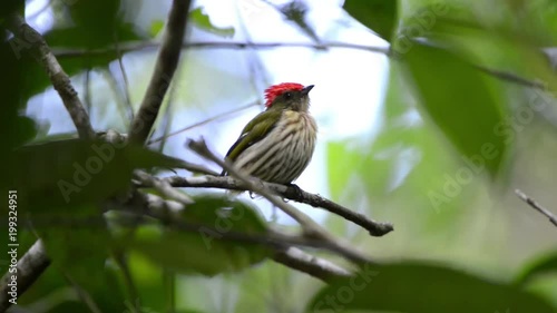 Striped Manakin (Machaeropterus regulus) bird on a branch. Seen from the front. It moves and turn its back to the camera, then, turn around again. Wind balances the twig and leaves. The bird flyes.