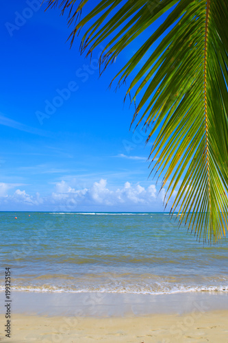 Palm tree branch and Caribbean sea as background.