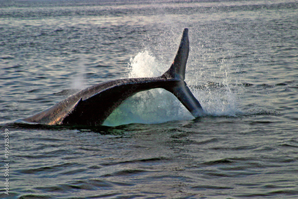 Obraz premium Whale breach