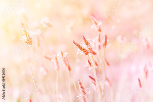 a fairy-tale landscape of summer field grasses, tinted pink in sunlight magic © oxanakhov