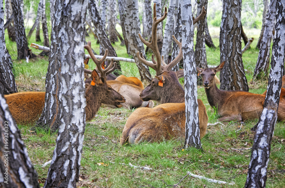 Domesticated deers marals on farm in Siberia