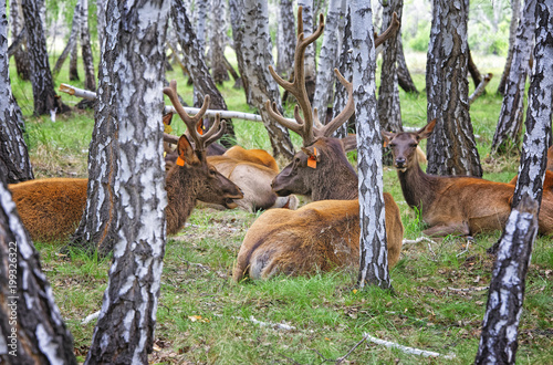 Obraz na płótnie Domesticated deers marals on farm in Siberia w salonie