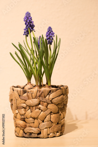 Grape hyacinth in decorative pot