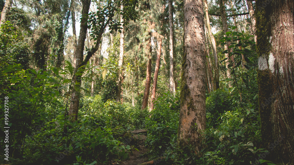 Walk in the woods