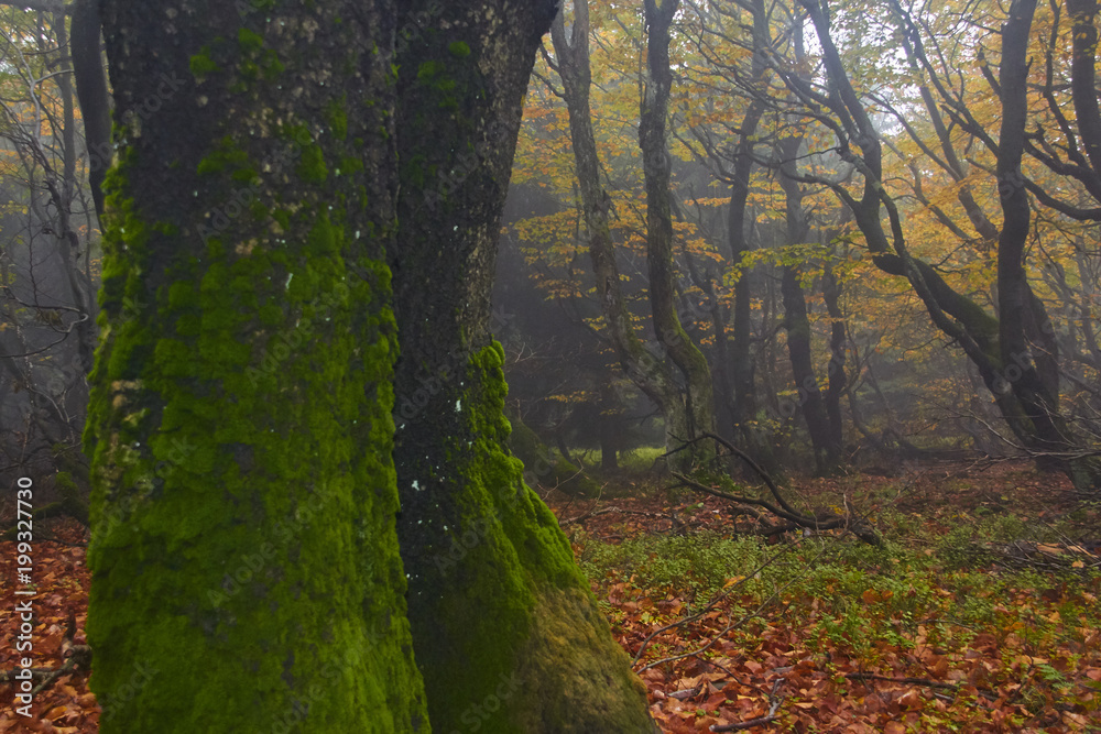 magical foggy forest, dvorackuv forest, krkonose, rychory, czech republik