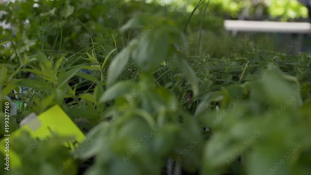 Japanese and Genovese Basil at local outdoor farmers market, camera pushes in Japanese and Genovese Basil at local outdoor farmers market, camera pushes in