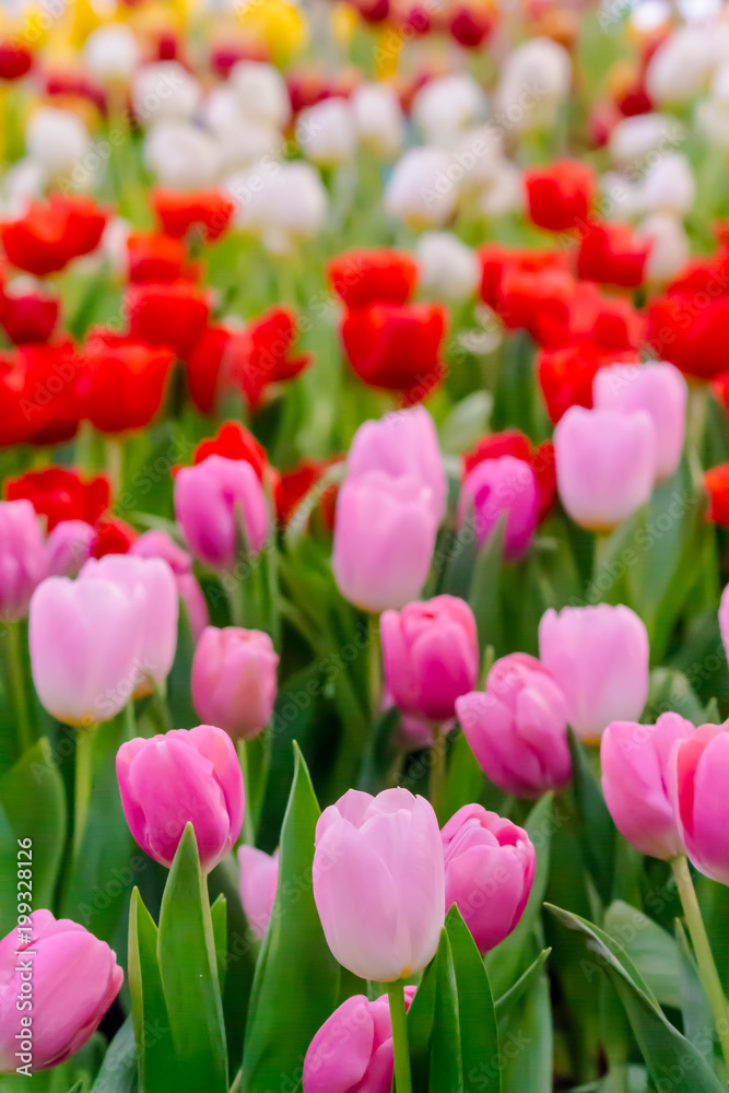 Colorful tulips and flowers blooming in cozy garden./ Variety of spring flowers and tulips blooming in beautiful cozy garden on summer.
Colorful tulips and flowers blooming in cozy garden./ Variety of spring flowers and tulips blooming in beautiful cozy garden on summer.
