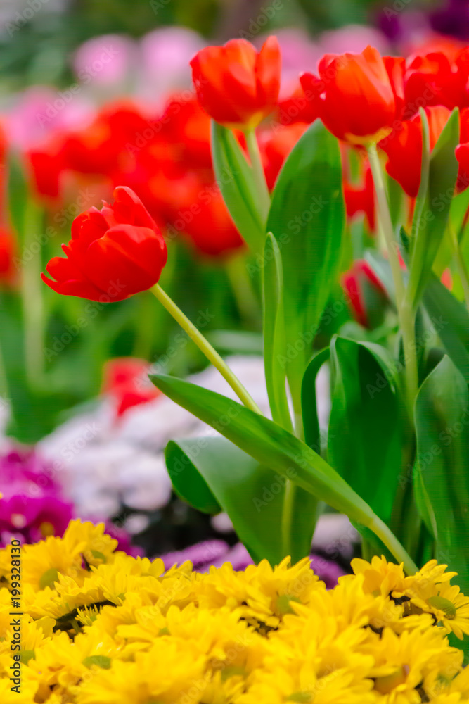 Colorful tulips and flowers blooming in cozy garden./ Variety of spring flowers and tulips blooming in beautiful cozy garden on summer.
Colorful tulips and flowers blooming in cozy garden./ Variety of spring flowers and tulips blooming in beautiful cozy garden on summer.