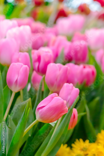 Colorful tulips and flowers blooming in cozy garden./ Variety of spring flowers and tulips blooming in beautiful cozy garden on summer.
 photo