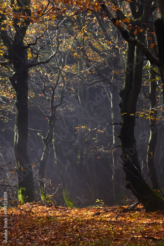 magical foggy forest, dvorackuv forest, krkonose, rychory, czech republik photo