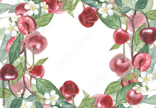 Cherry frame botanical illustration. Card design with Cherry flowers and leaf. Watercolor botanical illustration isolated on white background.