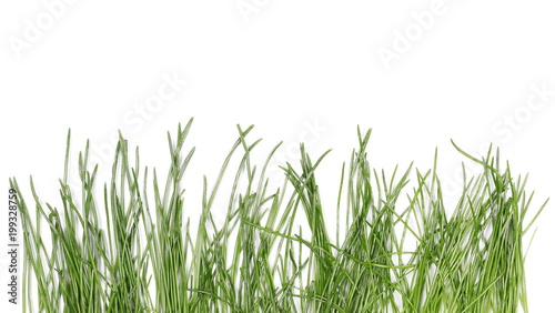 Green grass isolated on white background and texture