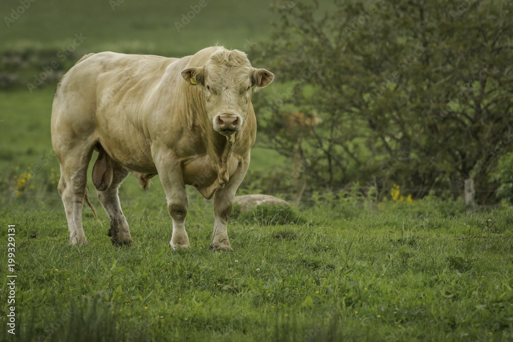 Pedigree Charolais bull free range in organic beech wood Pedigree Charolais bull free range in organic beech wood