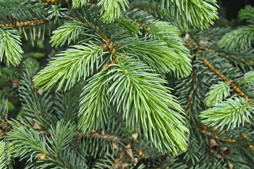 Dew on pine needles © banedeki1