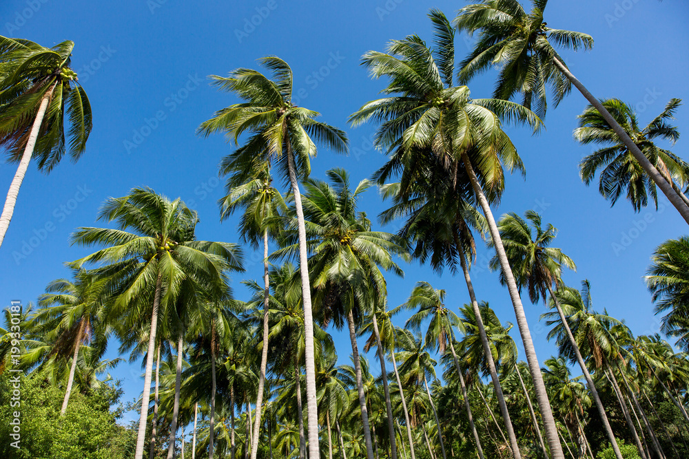 Naklejka premium Palm trees on a blue sky and white clouds background, California