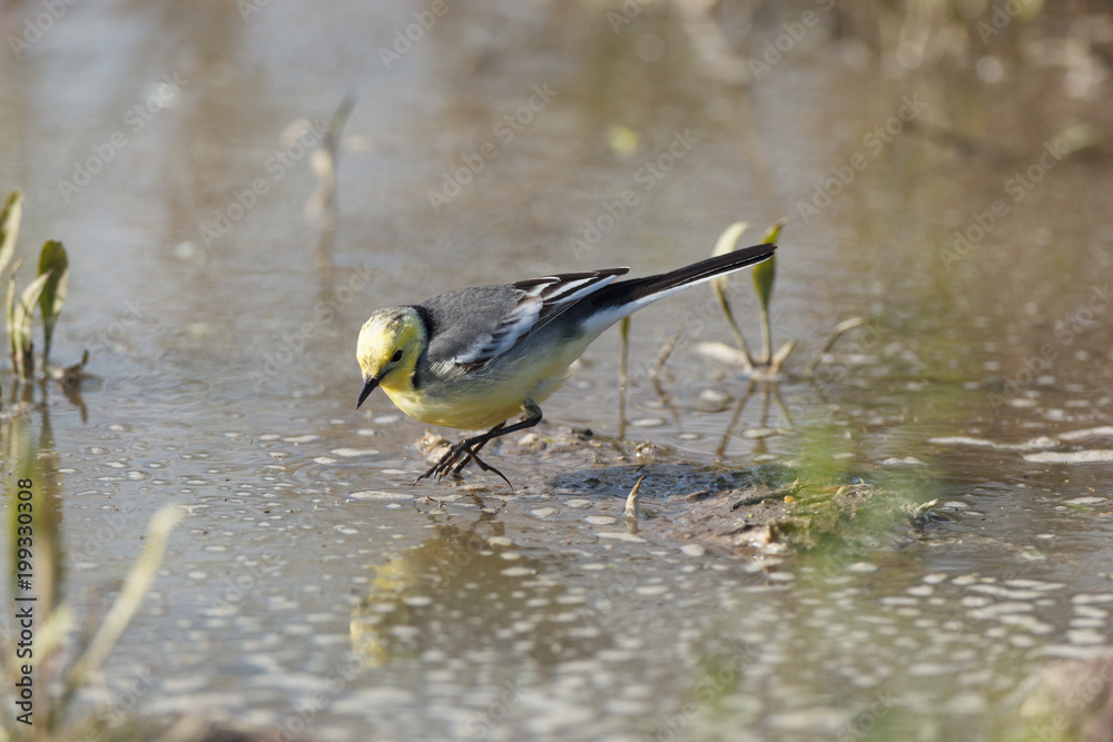 Obraz premium Citrine Wagtail (Motacilla werae)
