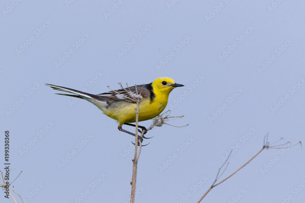 Obraz premium Citrine Wagtail (Motacilla werae)