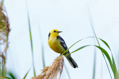 Citrine Wagtail (Motacilla werae) photo