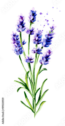 Lavender bouquet. Watercolor hand drawn vertical illustration  isolated on white background