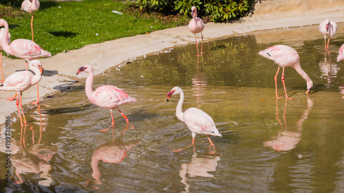 Flamingo am See in einem Zoo