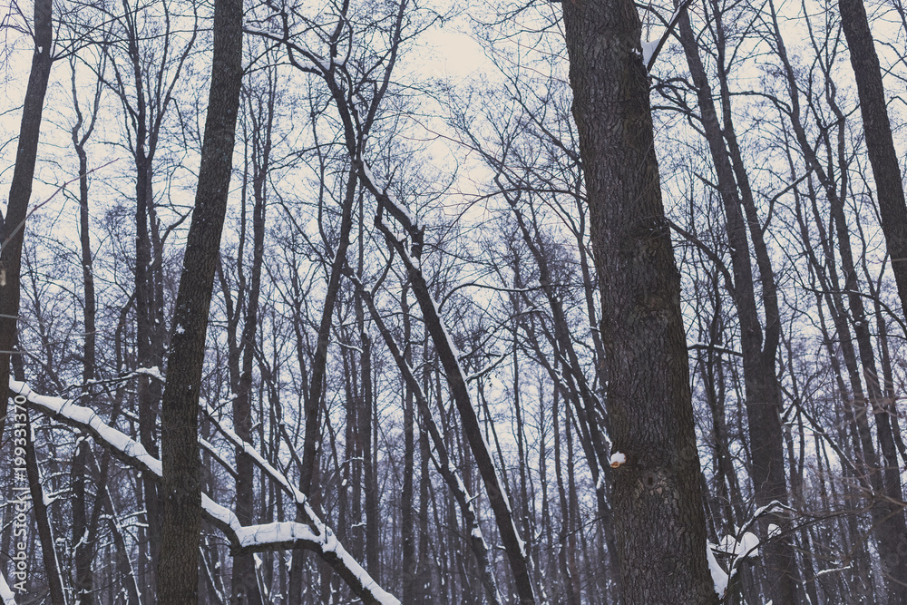 Fototapeta premium Trees in the winter forest