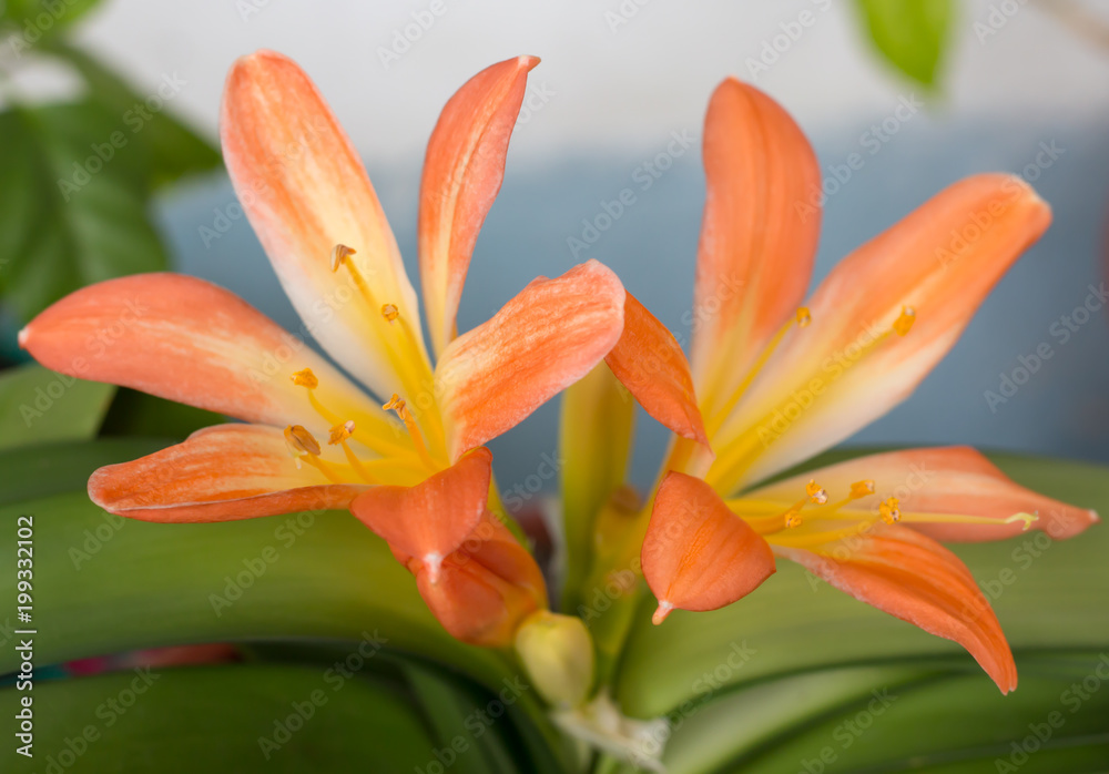 A Clivia plant in full bloom