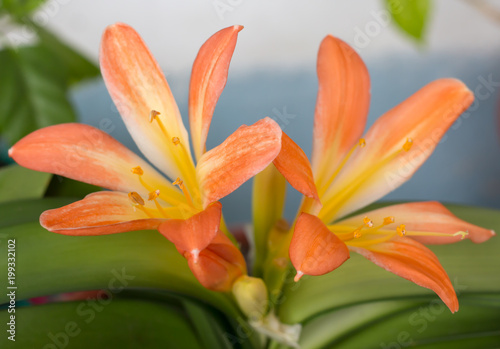 A Clivia plant in full bloom
