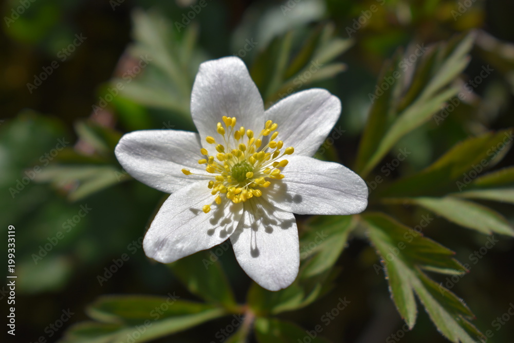 Fototapeta premium Flowers