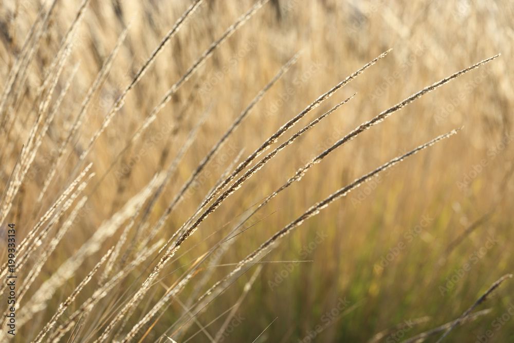 Fototapeta premium close-up image of reeds fluttering in the wind