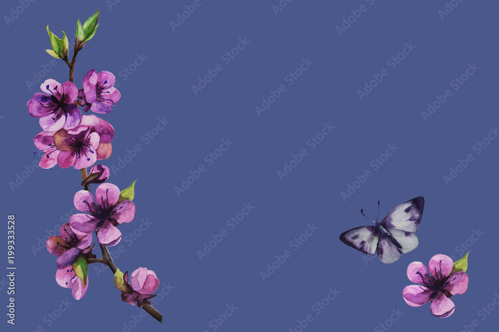Fototapeta premium Sakura flowers background cherry blossom isolated blue background