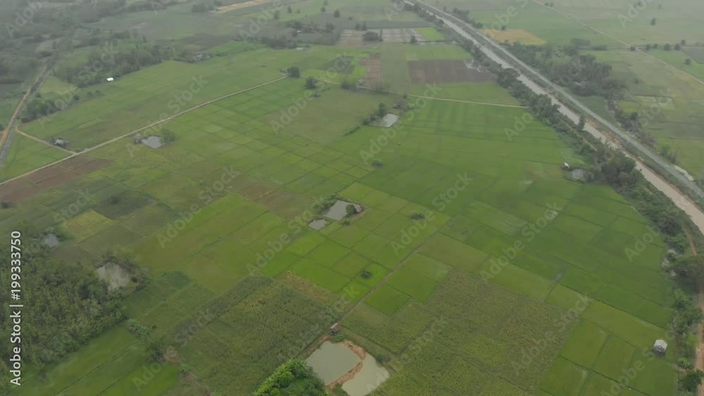 Rice field in Asian country Rice field in Asian country
