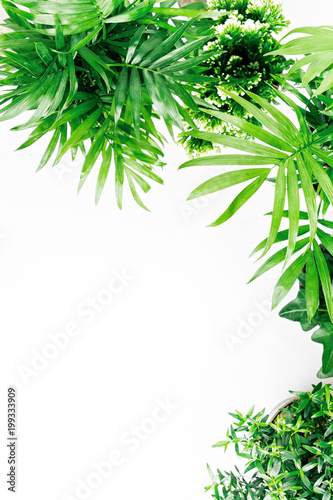 Fototapeta Naklejka Na Ścianę i Meble -  Tropical leaves and plants  on a white  background with space for text. Top view, flat lay.