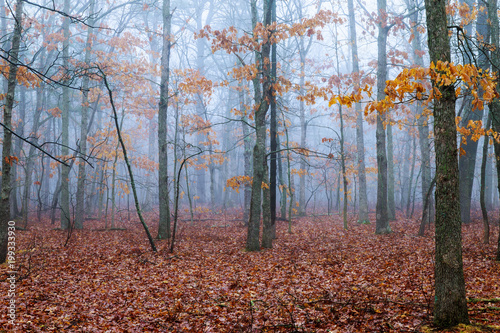 horror scene of a dark forest with blach trees and blue fog