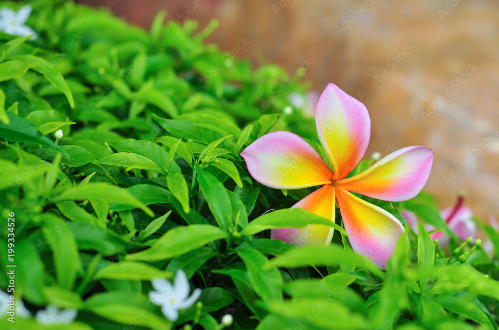 Fototapeta premium Thai flowers called Plumeria fall on the bush.