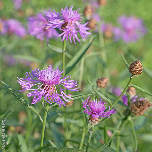 Wiesenflockenblume  Centaurea jacea