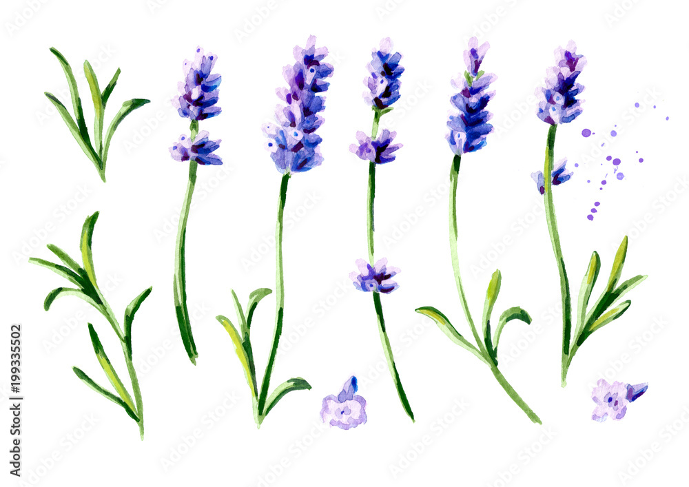 Naklejka premium Lavender flower set. Watercolor hand drawn vertical illustration, isolated on white background