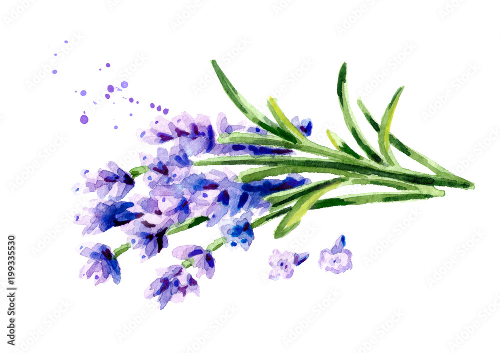 Lavender flowers. Watercolor hand drawn illustration, isolated on white background