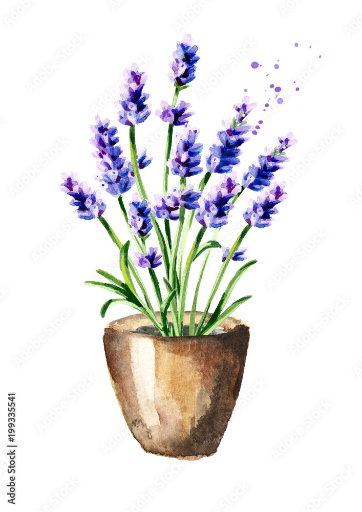 Naklejka premium Lavender flower in the pot